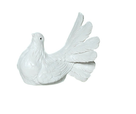 Weiße Taube Taube Blick links