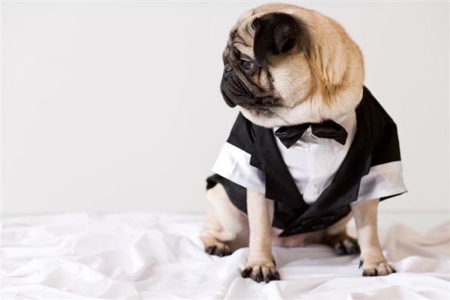 Hundefrack Größe M